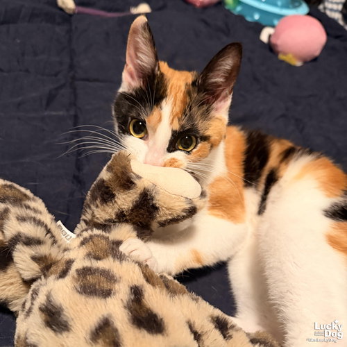 Tripie, Baby Domestic Short Hair (short coat), cat for adoption in Bowie, Maryland