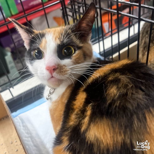 Tripie, Young Domestic Short Hair (short coat), cat for adoption in Annapolis, Maryland