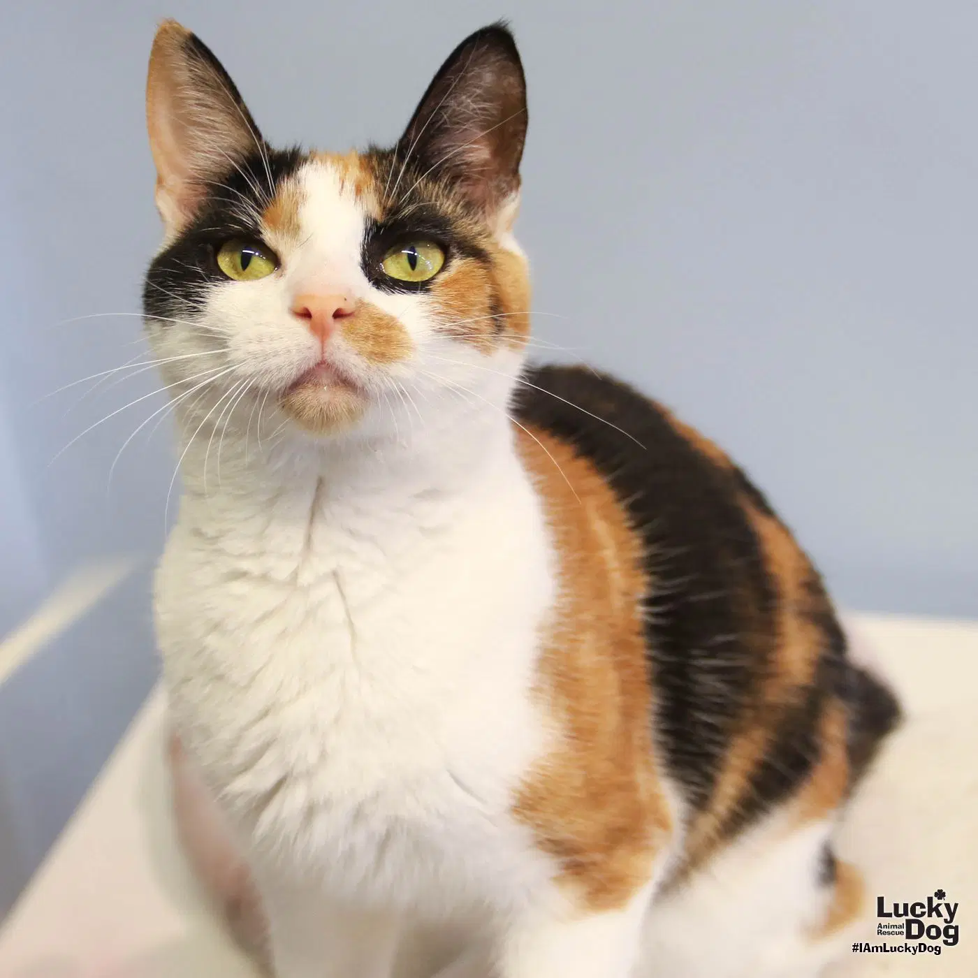 Tripie - Domestic Short Hair