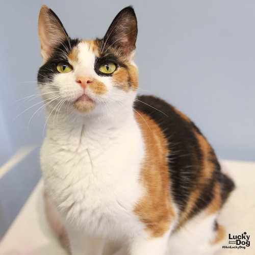Tripie, a cat for adoption from Lucky Dog Animal Rescue