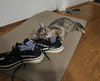 Tater - Photo 2