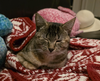 Tater - Photo 1