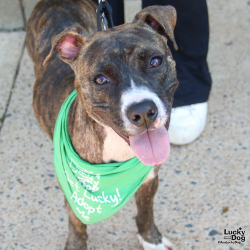 CELESTE - Boxer / Shepherd available for adoption