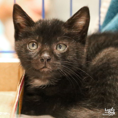 GARRETT - Domestic Short Hair available for adoption