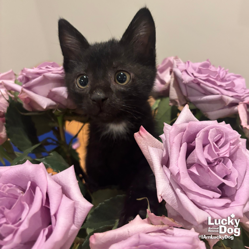 GARRETT - Domestic Short Hair available for adoption