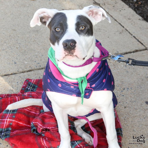 EBBIE - Terrier / Labrador Retriever available for adoption