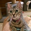 Rosemary - Photo 2