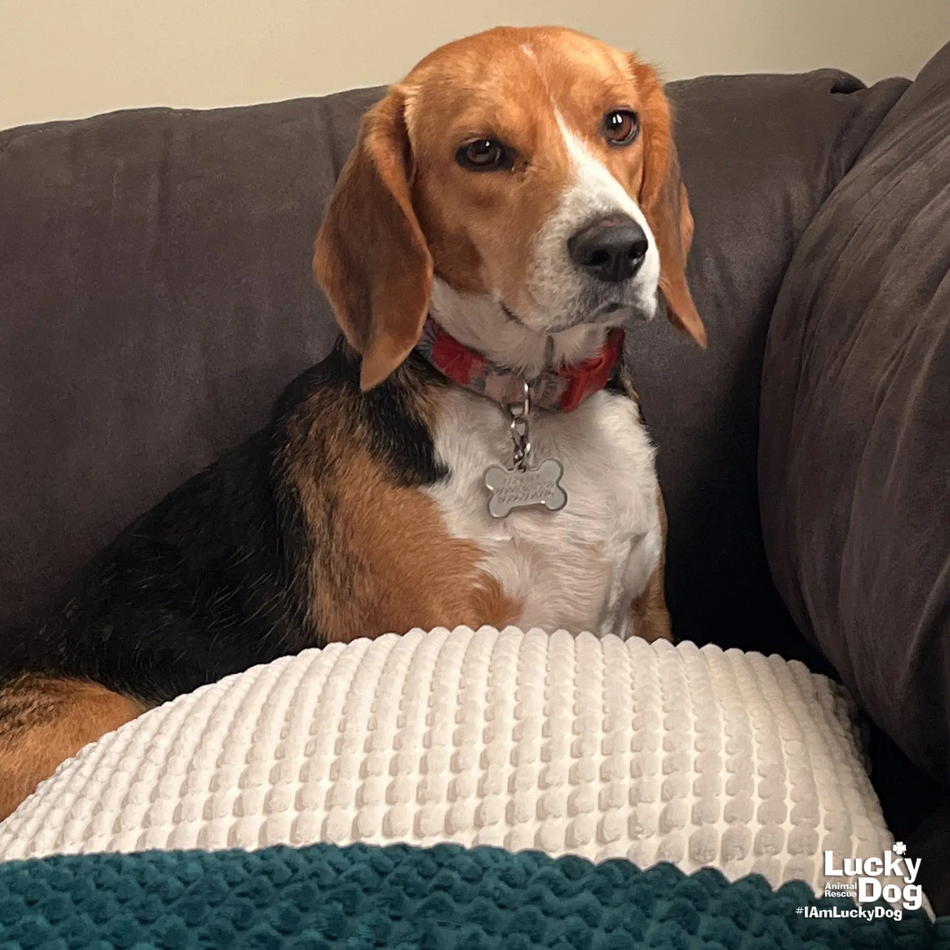 Cora - Beagle
