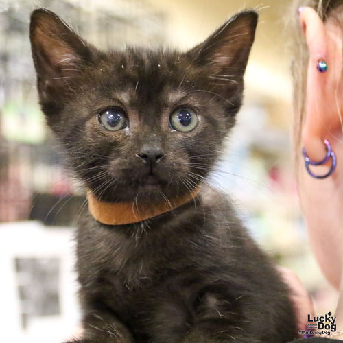 FORREST - Domestic Short Hair available for adoption