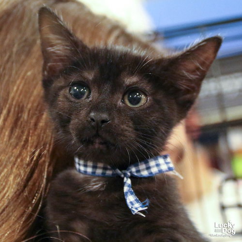 FORREST - Domestic Short Hair available for adoption