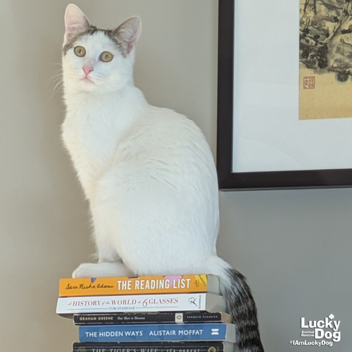 BITTIE CASPER - Domestic Short Hair available for adoption