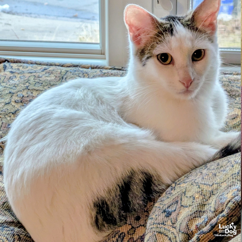 BITTIE CASPER - Domestic Short Hair available for adoption