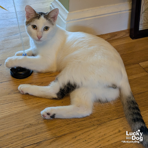 BITTIE CASPER - Domestic Short Hair available for adoption
