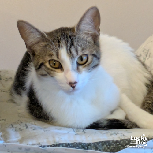 BITTIE BROWNIE - Domestic Short Hair / Tabby available for adoption
