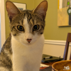 Bittie Brownie - Photo 3