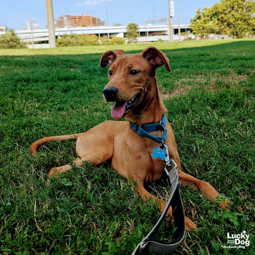 NOVAK - Retriever / Labrador Retriever available for adoption
