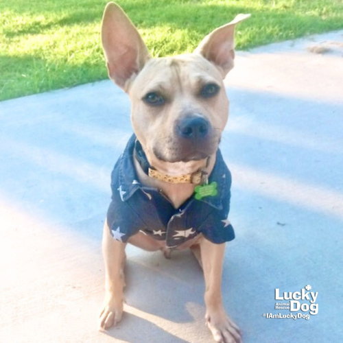 WALLEN - Terrier available for adoption