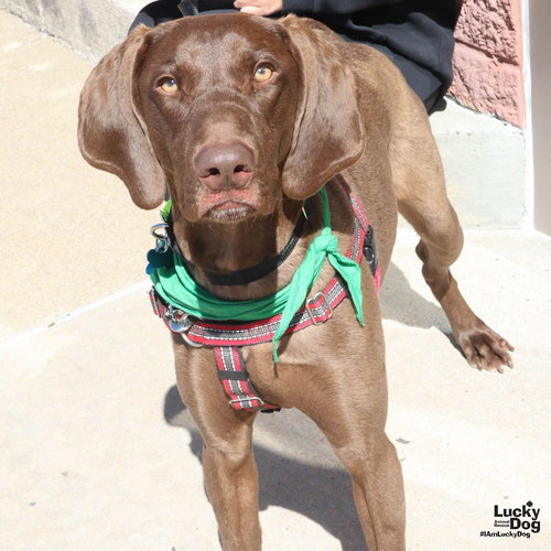 Polo, an adoptable German Shorthaired Pointer in Washington, DC