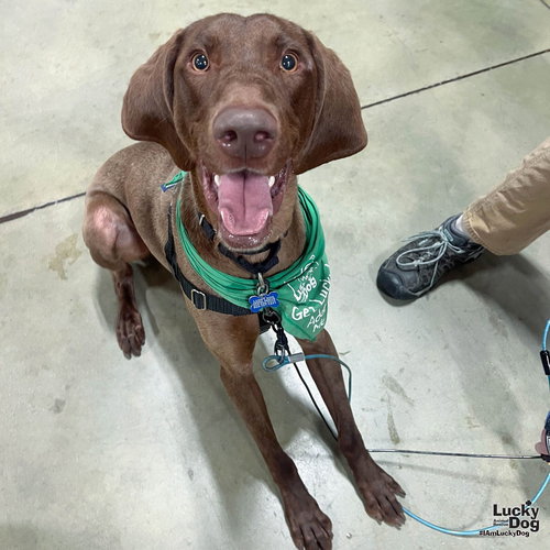 Polo, an adoptable German Shorthaired Pointer in Washington, DC