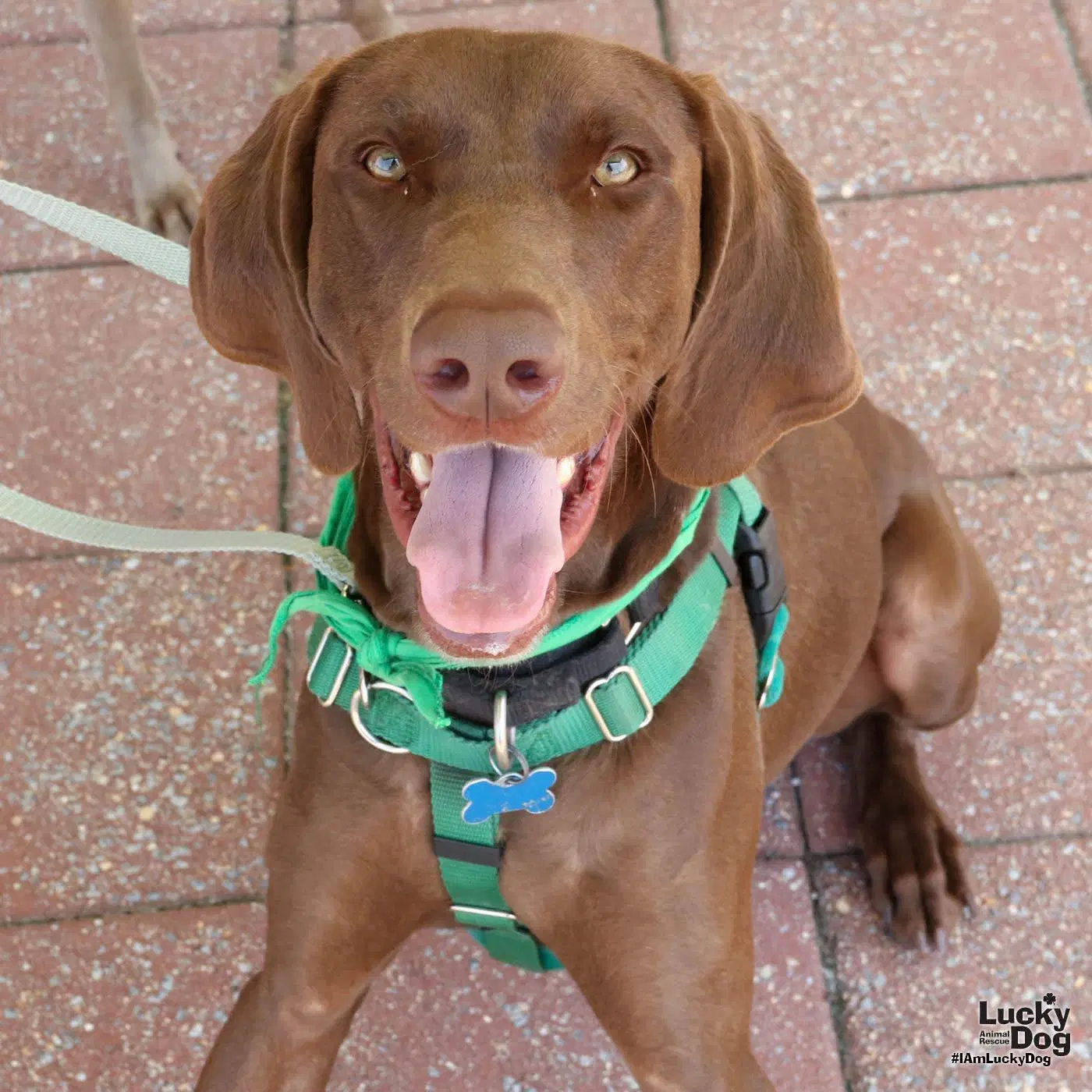 Polo - German Shorthaired Pointer