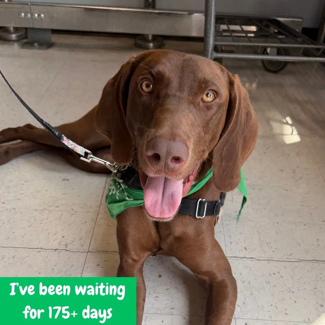 Polo - German Shorthaired Pointer
