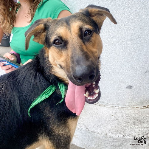 SIMON - German Shepherd Dog / Shepherd available for adoption