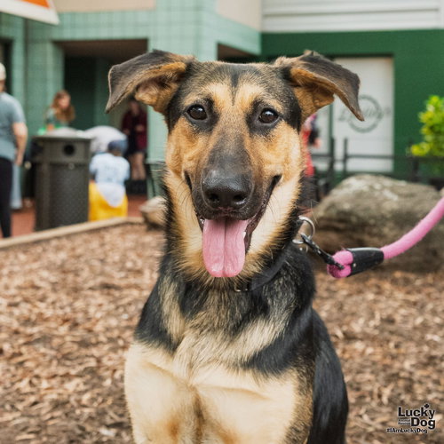 SIMON - German Shepherd Dog / Shepherd available for adoption