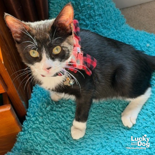 MYSTERY - Domestic Short Hair available for adoption