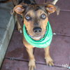 Sherbert - Photo 2