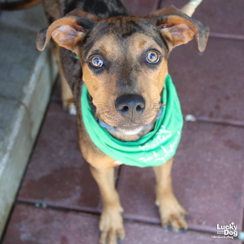 SHERBERT - Catahoula Leopard Dog / Retriever available for adoption