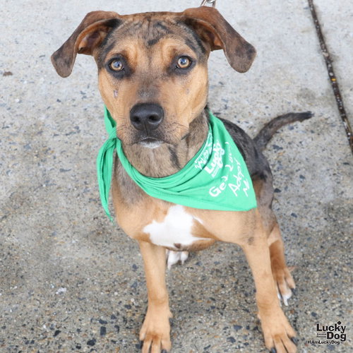 SHERBERT - Catahoula Leopard Dog / Retriever available for adoption