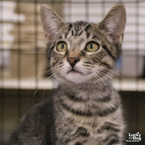 TWIZZLE - Domestic Short Hair / Tabby available for adoption