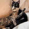 Twizzle - Photo 4