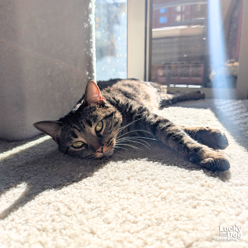 GEORGINA - Domestic Short Hair / Tabby available for adoption