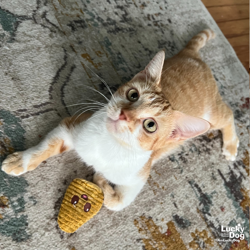 BIRDIE - Domestic Short Hair available for adoption
