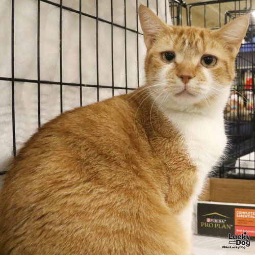 BIRDIE - Domestic Short Hair available for adoption