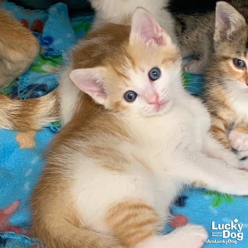 BONNY - Domestic Short Hair / Tabby available for adoption