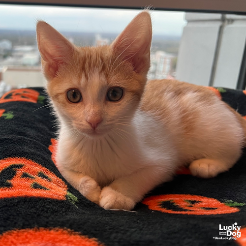 BONNY - Domestic Short Hair / Tabby available for adoption