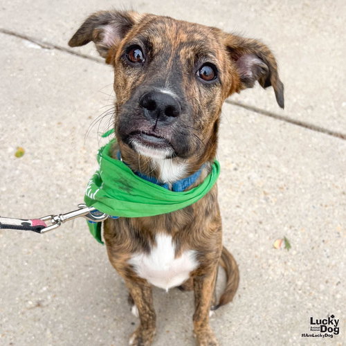 ALPHA - Boxer / Plott Hound available for adoption