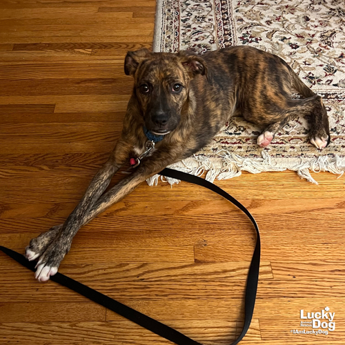 ALPHA - Boxer / Plott Hound available for adoption