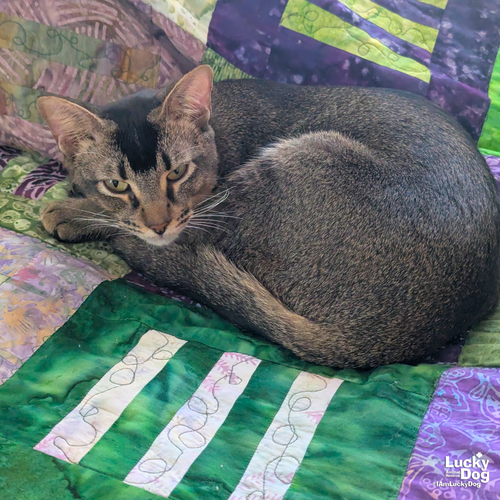 MANNY - Domestic Short Hair / Tabby available for adoption