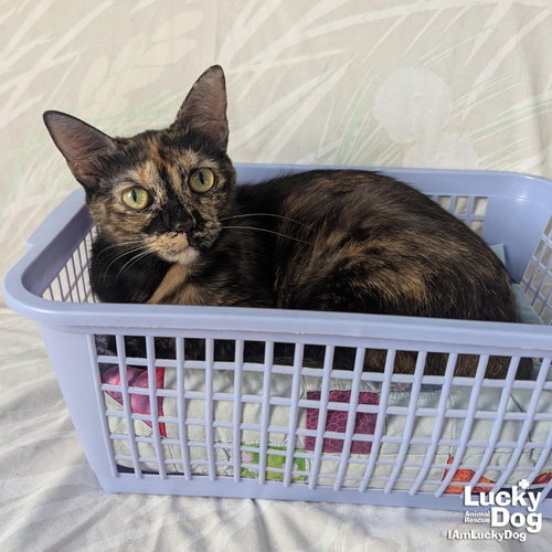 MOLLIE - Domestic Short Hair / Tortoiseshell available for adoption