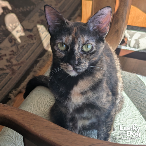 MOLLIE - Domestic Short Hair / Tortoiseshell available for adoption