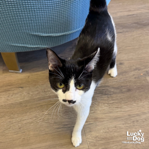 WILLIAM - Domestic Short Hair available for adoption