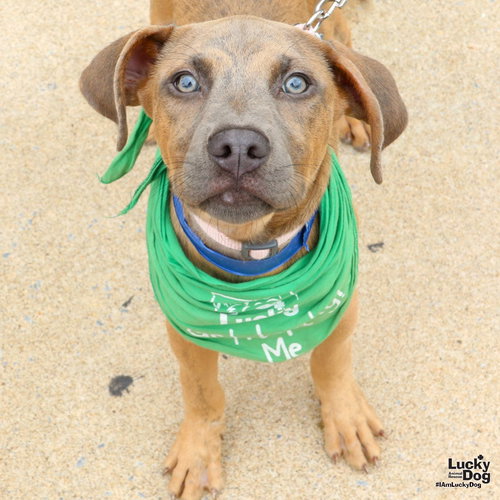 WILLIE - Shepherd / Boxer available for adoption