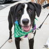 Lily - Photo 5