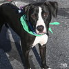 Lily - Photo 3