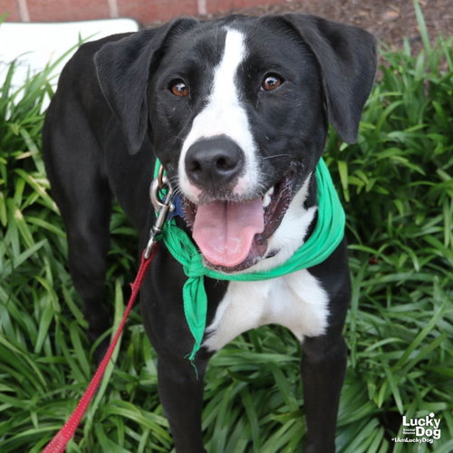 LILY - Labrador Retriever / Border Collie available for adoption