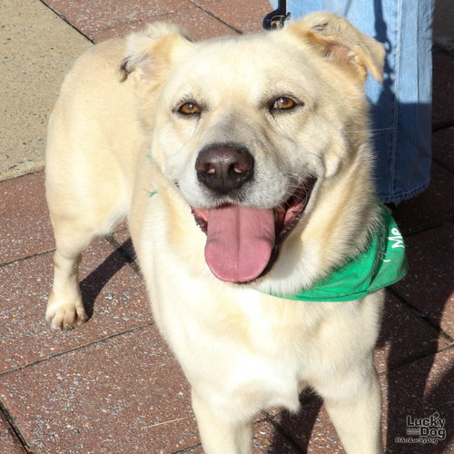 HOWLIE - Labrador Retriever / Retriever available for adoption