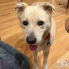 Howlie - Photo 3